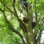 Le saut de Tarzan